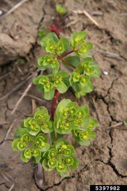 sun spurge, Euphorbia helioscopia  (Euphorbiales: Euphorbiaceae) - 5397982