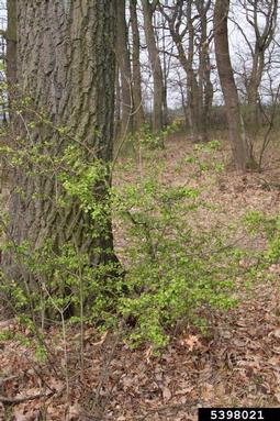 smooth hawthorn, Crataegus laevigata  (Rosales: Rosaceae) - 5398021