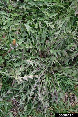 dandelion, Taraxacum officinale  (Asterales: Asteraceae) - 5398023