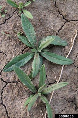 Canada thistle, Cirsium arvense  (Asterales: Asteraceae) - 5398055