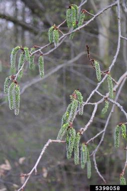 European aspen, Populus tremula  (Salicales: Salicaceae) - 5398058