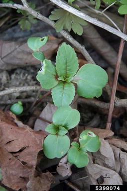 ornamental jewelweed, Impatiens glandulifera  (Geraniales: Balsaminaceae) - 5398074
