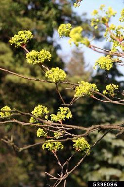 Norway maple, Acer platanoides  (Sapindales: Aceraceae) - 5398086