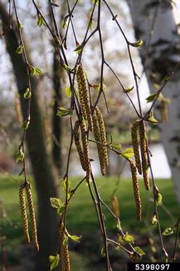 European white birch, Betula pendula  (Fagales: Betulaceae) - 5398097