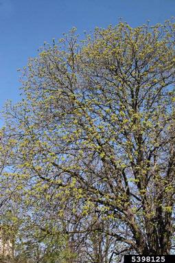 common horse chestnut, Aesculus hippocastanum  (Sapindales: Hippocastanaceae) - 5398125