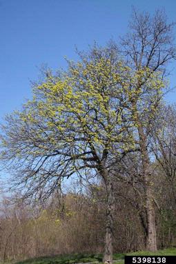 Norway maple, Acer platanoides  (Sapindales: Aceraceae) - 5398138