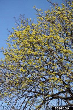 Norway maple, Acer platanoides  (Sapindales: Aceraceae) - 5398139