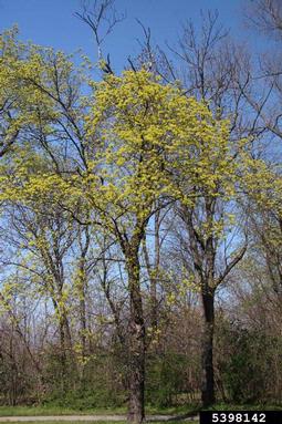 Norway maple, Acer platanoides  (Sapindales: Aceraceae) - 5398142