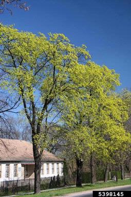Norway maple, Acer platanoides  (Sapindales: Aceraceae) - 5398145