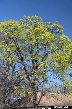 Norway maple, Acer platanoides  (Sapindales: Aceraceae) - 5398146