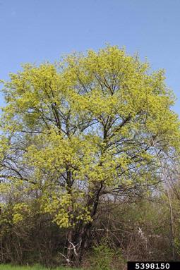 Norway maple, Acer platanoides  (Sapindales: Aceraceae) - 5398150