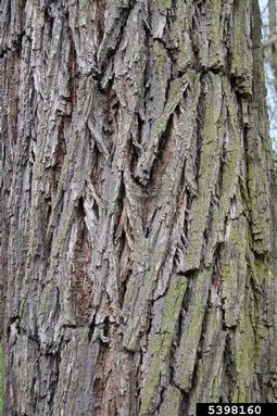 Kentucky coffeetree, Gymnocladus dioicus  (Fabales: Fabaceae (Leguminosae)) - 5398160