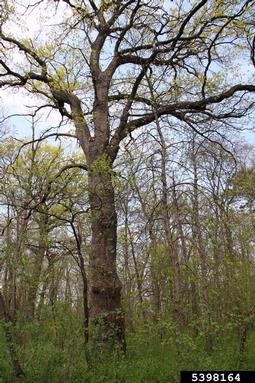 English oak, Quercus robur  (Fagales: Fagaceae) - 5398164