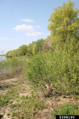 almond-leaved willow, Salix triandra  (Salicales: Salicaceae) - 5398190