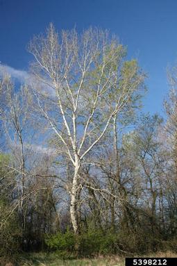 white poplar, Populus alba  (Salicales: Salicaceae) - 5398212