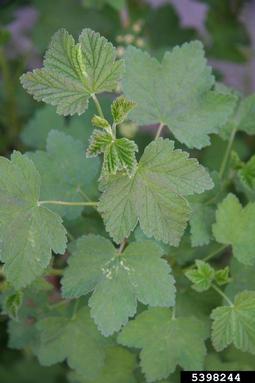 cultivated currant, Ribes rubrum  (Rosales: Grossulariaceae) - 5398244