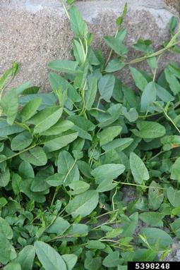 field bindweed, Convolvulus arvensis  (Solanales: Convolvulaceae) - 5398248