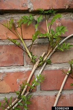 trumpetcreeper, Campsis radicans  (Scrophulariales: Bignoniaceae) - 5398249