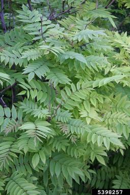 false spiraea, Sorbaria sorbifolia  (Rosales: Rosaceae) - 5398257