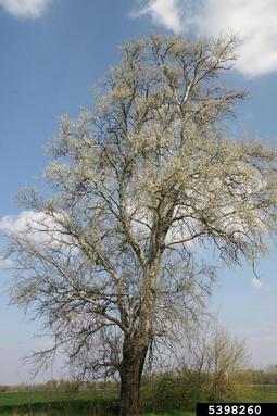 white poplar, Populus alba  (Salicales: Salicaceae) - 5398260