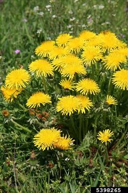 dandelion, Taraxacum officinale  (Asterales: Asteraceae) - 5398265
