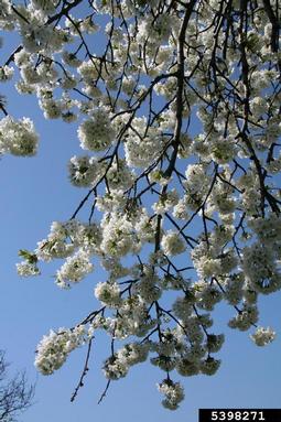 sweet cherry, Prunus avium  (Rosales: Rosaceae) - 5398271