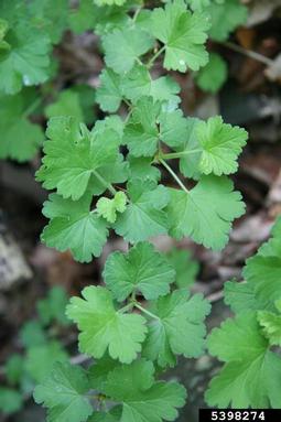 European gooseberry, Ribes uva-crispa  (Rosales: Grossulariaceae) - 5398274