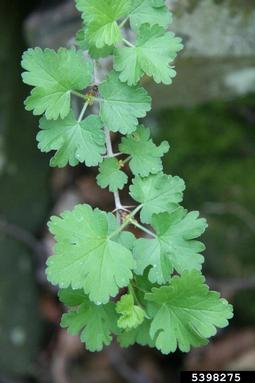 European gooseberry, Ribes uva-crispa  (Rosales: Grossulariaceae) - 5398275