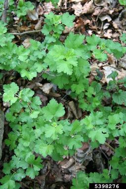 European gooseberry, Ribes uva-crispa  (Rosales: Grossulariaceae) - 5398276