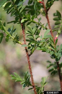 Scottish rose, Rosa spinosissima  (Rosales: Rosaceae) - 5398307