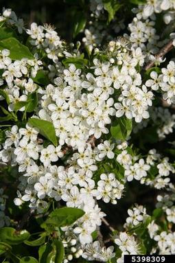 Mahaleb cherry, Prunus mahaleb  (Rosales: Rosaceae) - 5398309