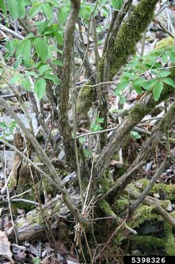 dwarf honeysuckle, Lonicera xylosteum  (Dipsacales: Caprifoliaceae) - 5398326