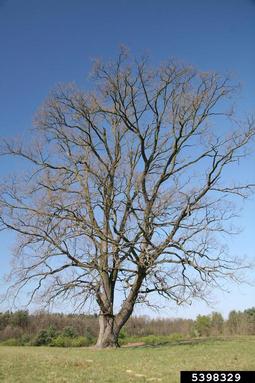 English oak, Quercus robur  (Fagales: Fagaceae) - 5398329