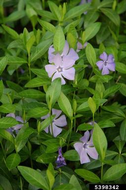 common periwinkle, Vinca minor  (Gentianales: Apocynaceae) - 5398342