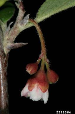 cotoneaster, Cotoneaster melanocarpus  (Rosales: Rosaceae) - 5398364