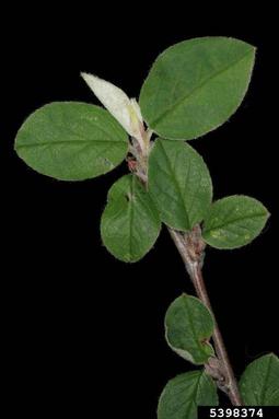 cotoneaster, Cotoneaster integerrimus  (Rosales: Rosaceae) - 5398374