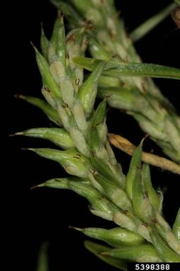 Elaeagnus willow, Salix elaeagnos  (Salicales: Salicaceae) - 5398388