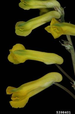 rock fumewort, Pseudofumaria lutea  (Papaverales: Fumariaceae) - 5398401