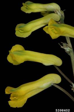 rock fumewort, Pseudofumaria lutea  (Papaverales: Fumariaceae) - 5398402