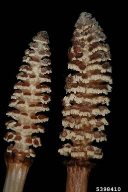 field horsetail, Equisetum arvense  (Equisetales: Equisetaceae) - 5398410