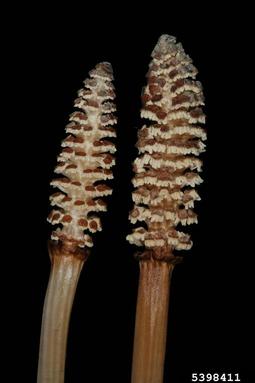 field horsetail, Equisetum arvense  (Equisetales: Equisetaceae) - 5398411