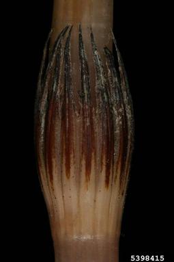 field horsetail, Equisetum arvense  (Equisetales: Equisetaceae) - 5398415