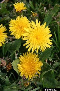 dandelion, Taraxacum officinale  (Asterales: Asteraceae) - 5398431
