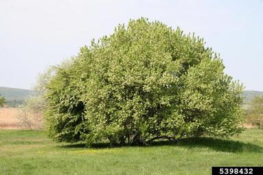 Mahaleb cherry, Prunus mahaleb  (Rosales: Rosaceae) - 5398432
