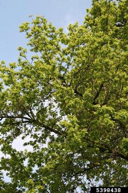 sessile oak, Quercus petraea  (Fagales: Fagaceae) - 5398438