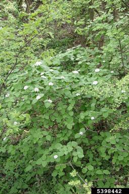 wayfaringtree, Viburnum lantana  (Dipsacales: Caprifoliaceae) - 5398442