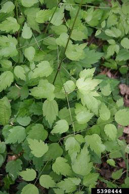 evergreen clematis, Clematis vitalba  (Ranunculales: Ranunculaceae) - 5398444