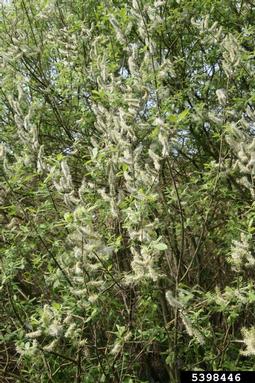 large gray willow, Salix cinerea  (Salicales: Salicaceae) - 5398446