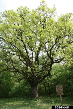 sessile oak, Quercus petraea  (Fagales: Fagaceae) - 5398448