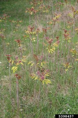 tree-of-heaven, Ailanthus altissima  (Sapindales: Simaroubaceae) - 5398457